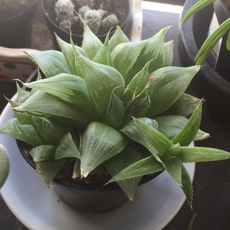 plant image 1075825 plant image 1075825