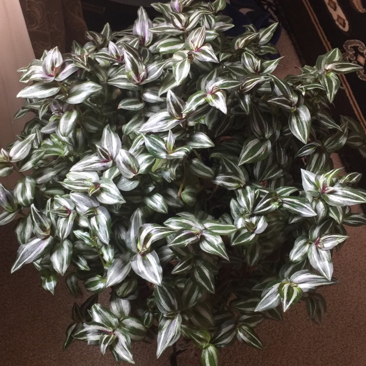 plant image 1091605 plant image 1091605
