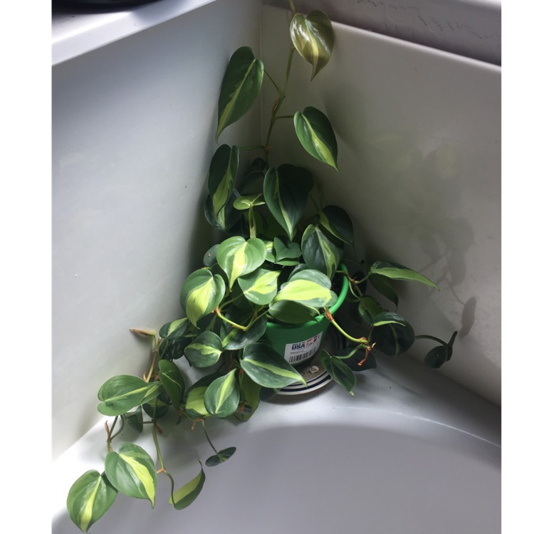 plant image 1096040