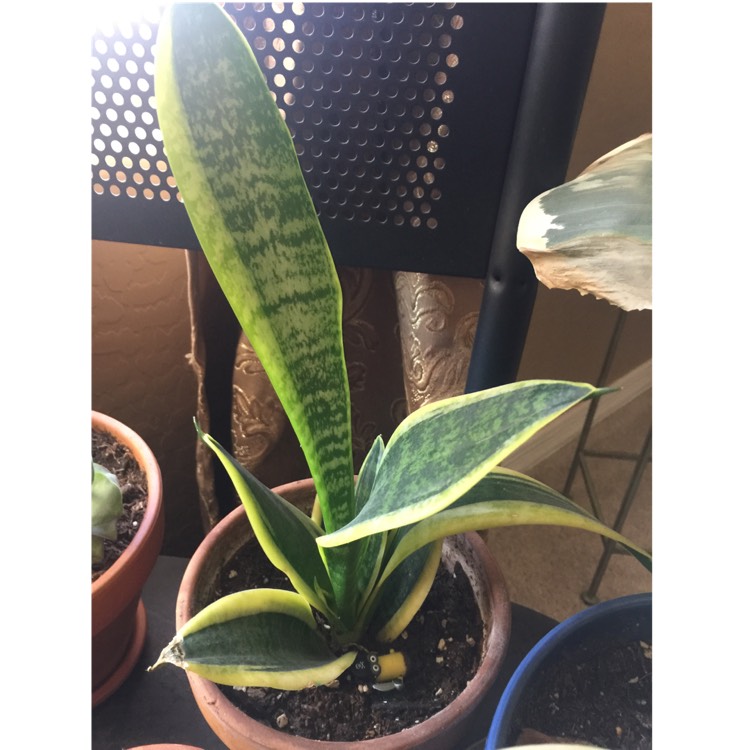plant image 1108260