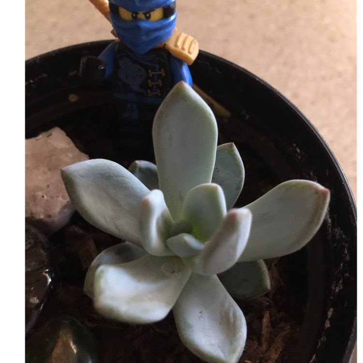 Plant image x Pachyveria Powder Puff