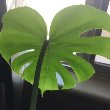 Monstera deliciosa