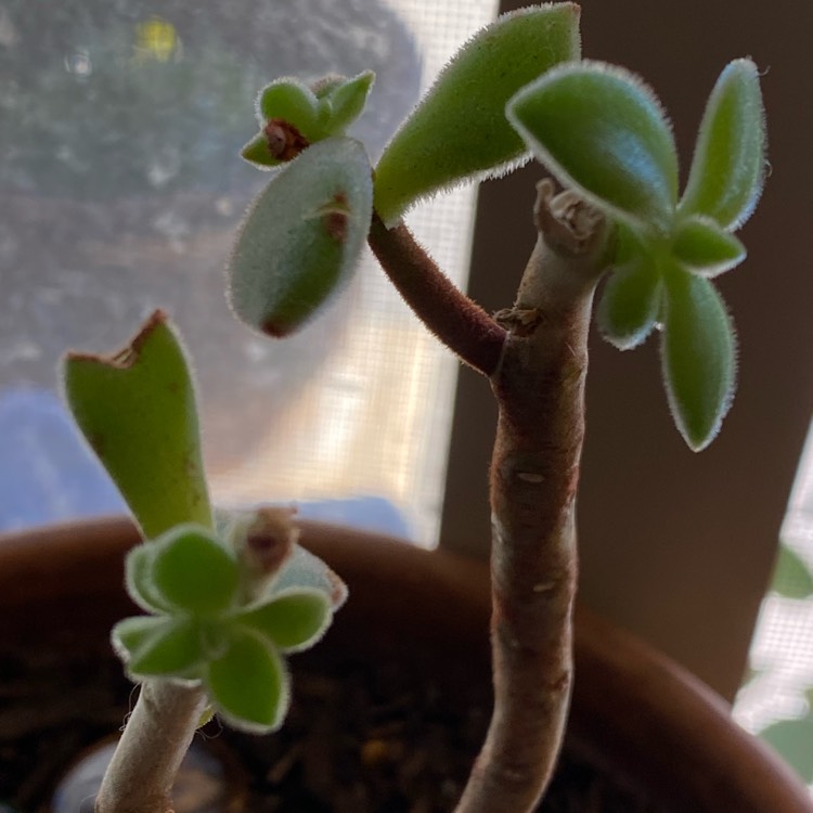 plant image 1215314