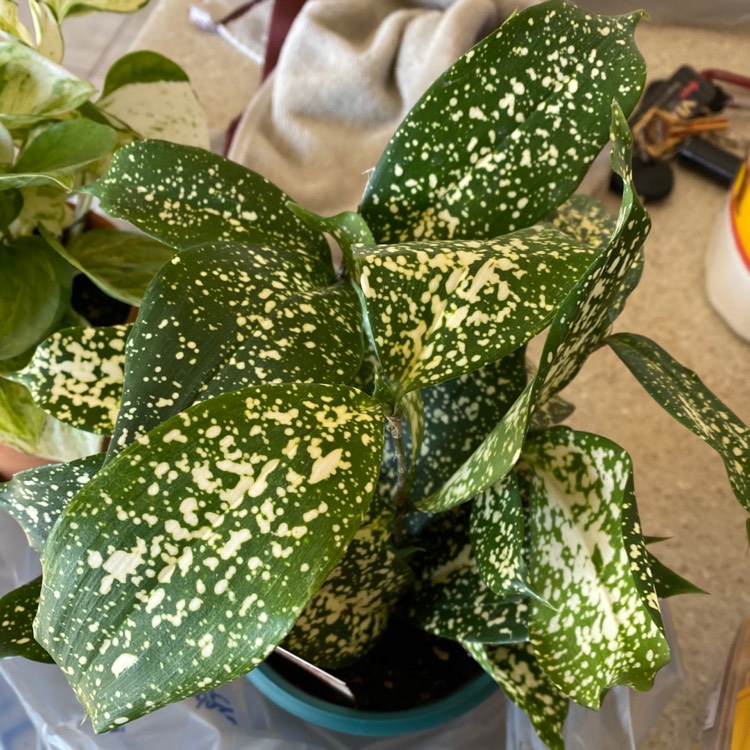 Plant image Dracaena godseffiana syn. D. surculosa 'Florida Beauty'