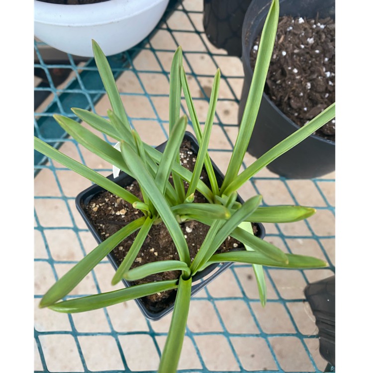 plant image 1223905 plant image 1223905