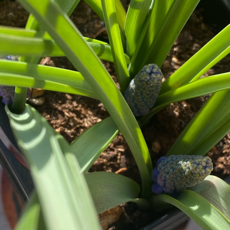 plant image 1227303 plant image 1227303
