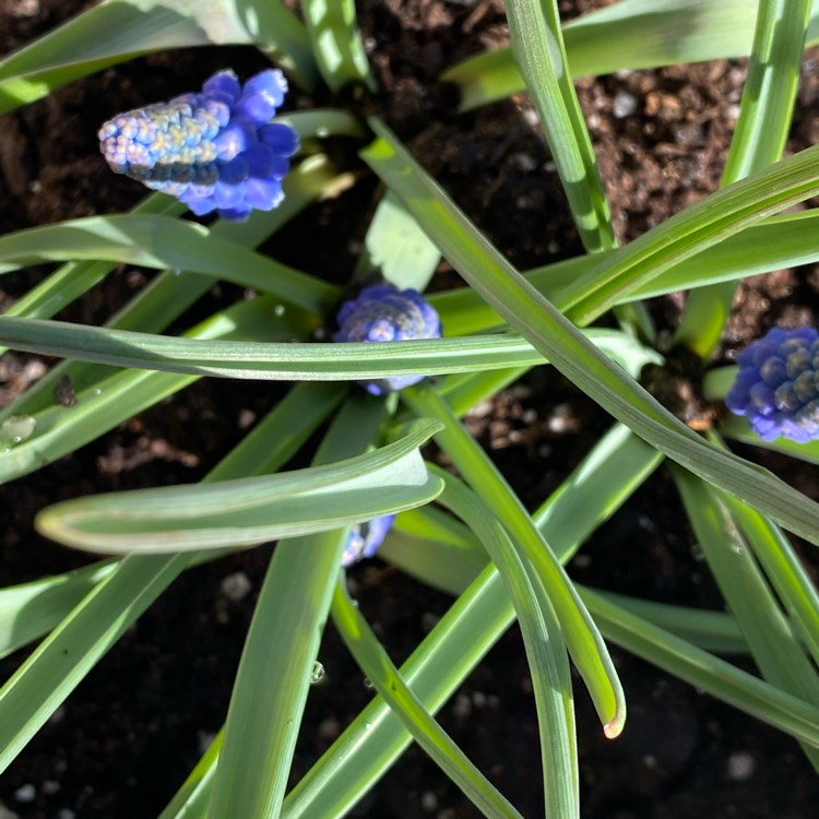 plant image 1228777 plant image 1228777