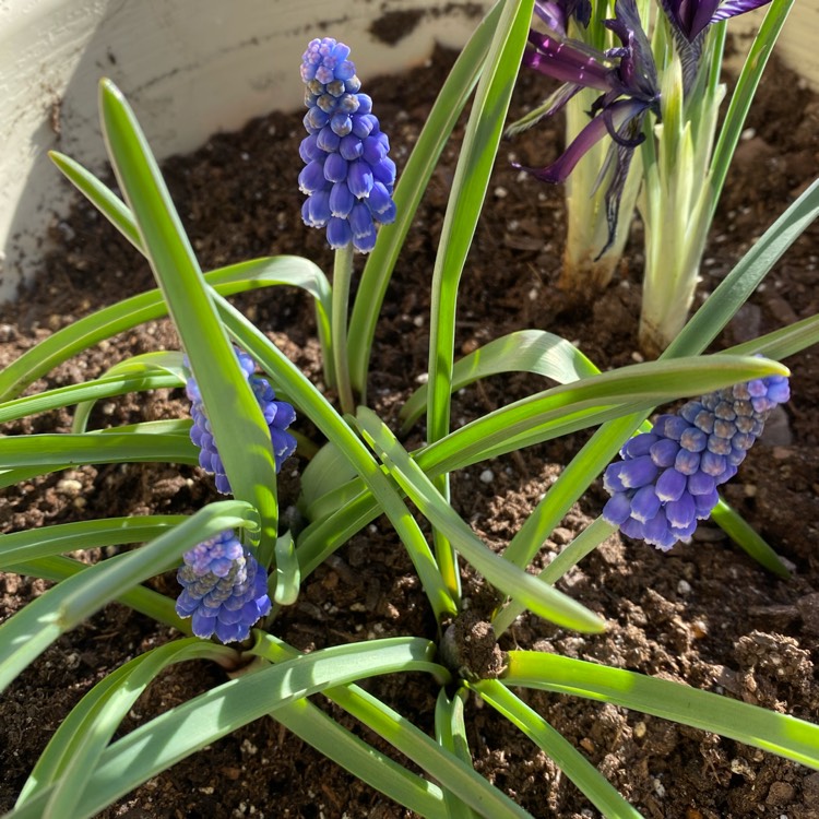 plant image 1230374 plant image 1230374