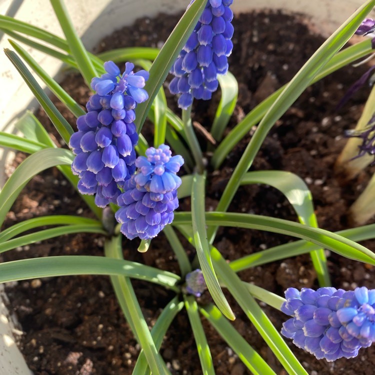 plant image 1231765 plant image 1231765