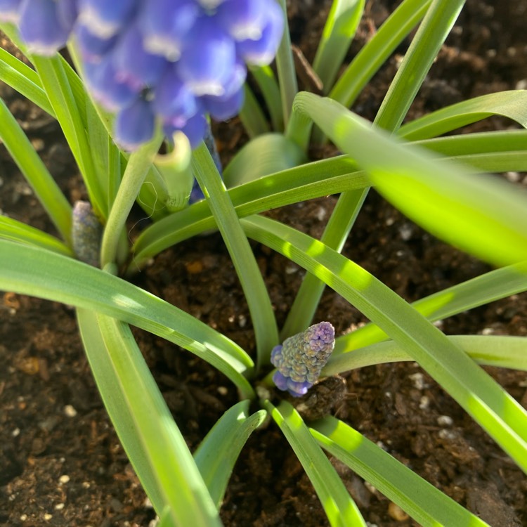 plant image 1231766 plant image 1231766