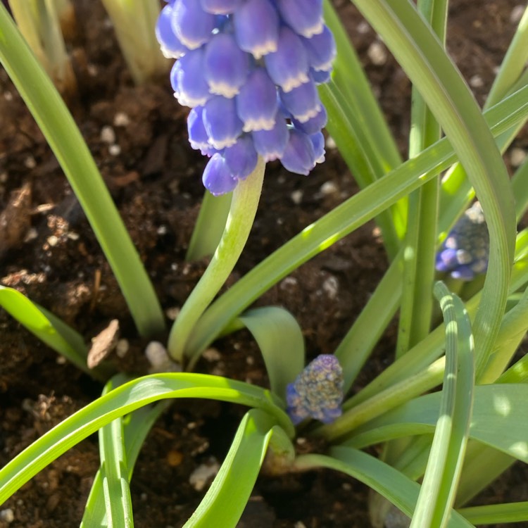 plant image 1231767 plant image 1231767