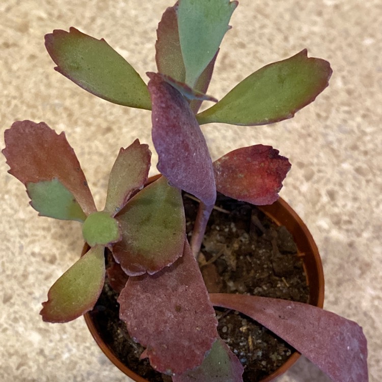 Plant image Kalanchoe Pumila