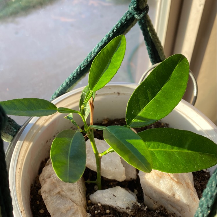 plant image 1237358 plant image 1237358