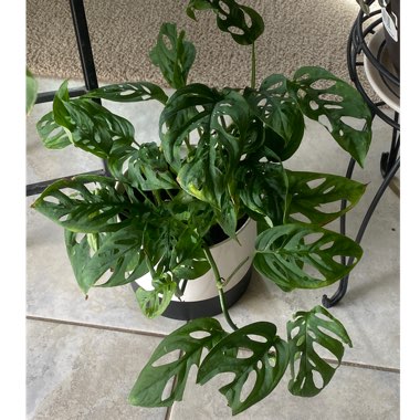 Monstera adansonii