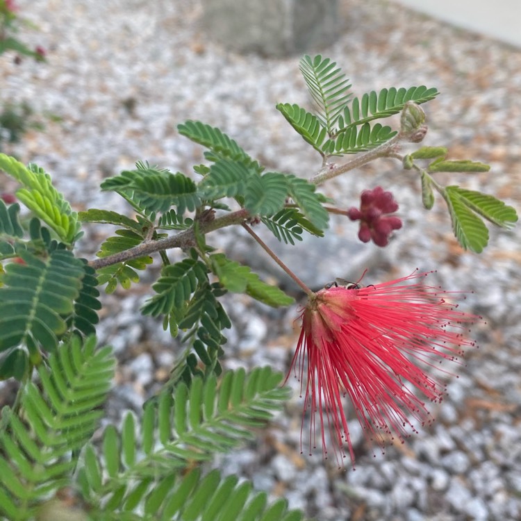 plant image 1244496 plant image 1244496