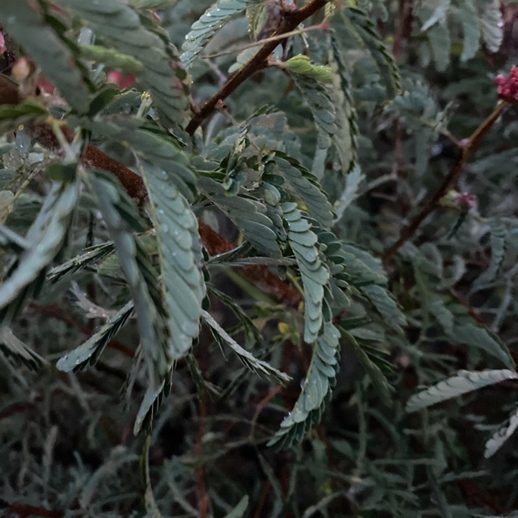 plant image 1244611 plant image 1244611