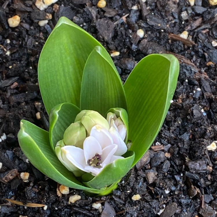 plant image 1247440 plant image 1247440