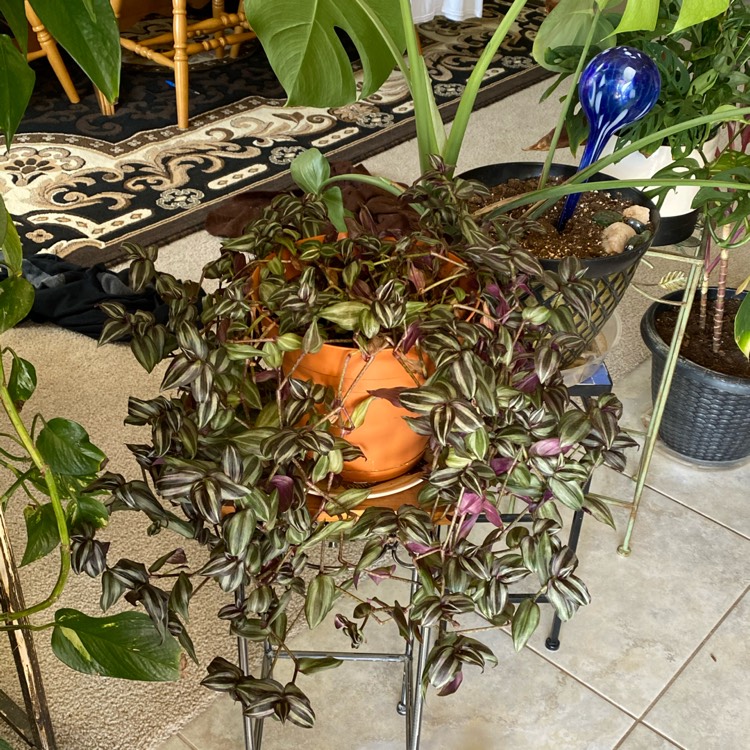 plant image 1260435 plant image 1260435