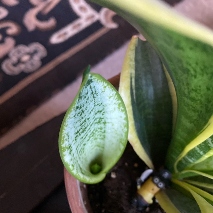 plant image 1314358
