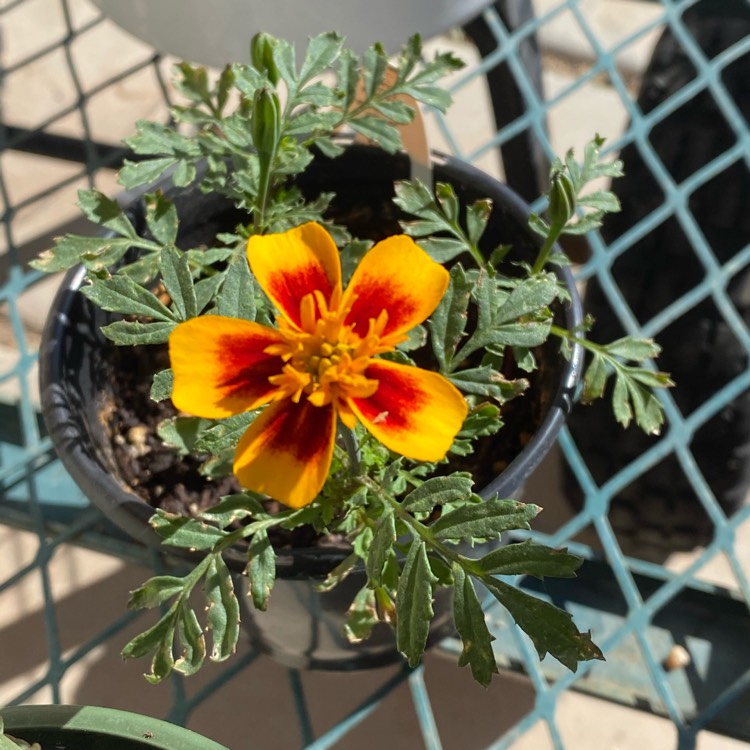 plant image 1314367