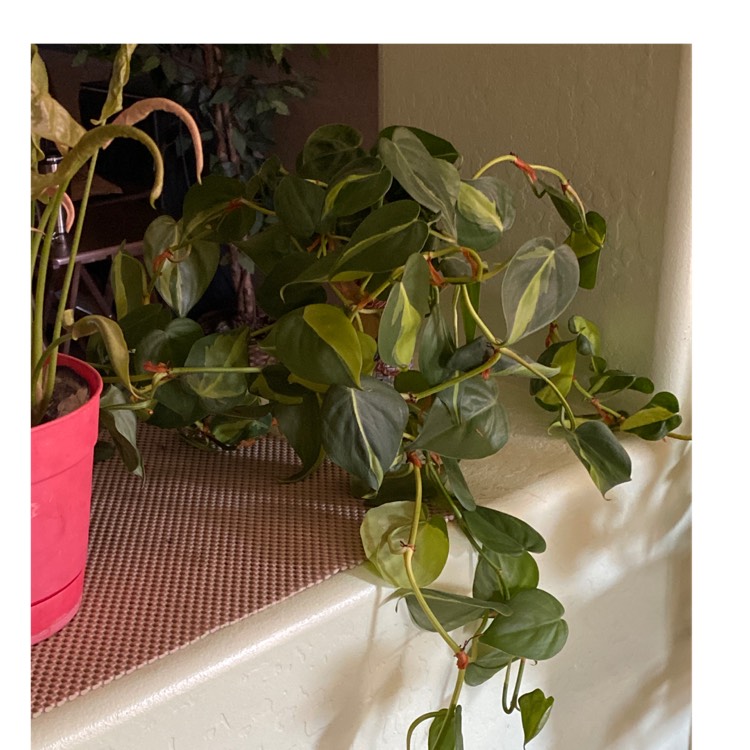 plant image 1386314
