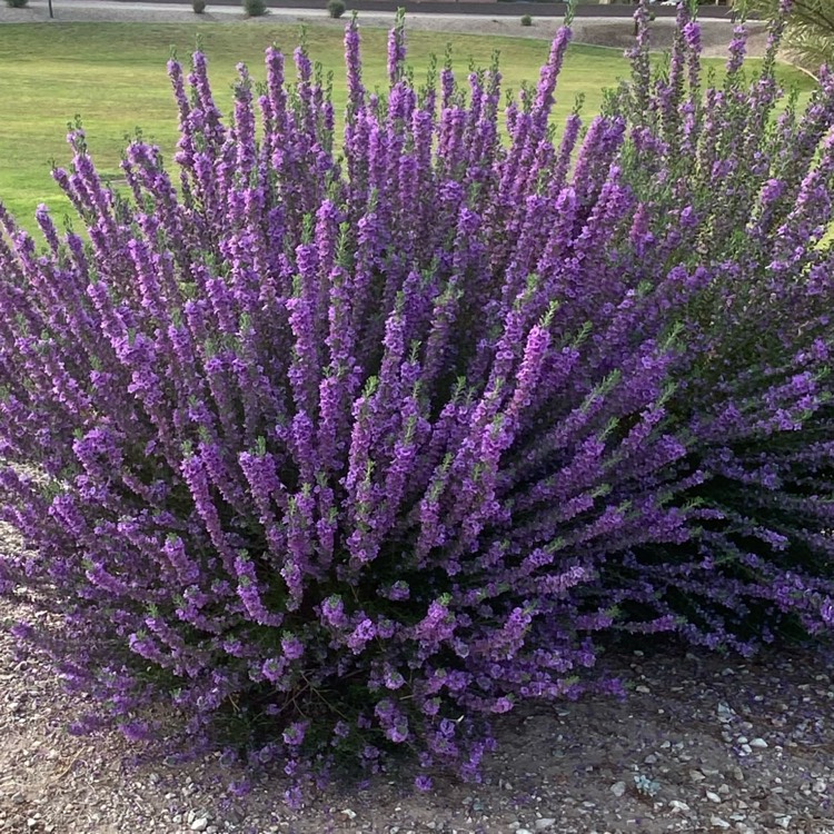 plant image 1389302 plant image 1389302