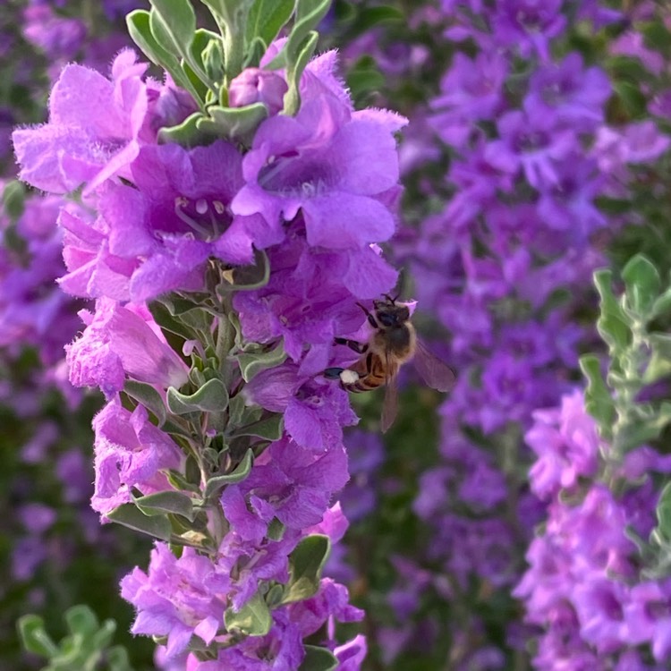 plant image 1389304 plant image 1389304