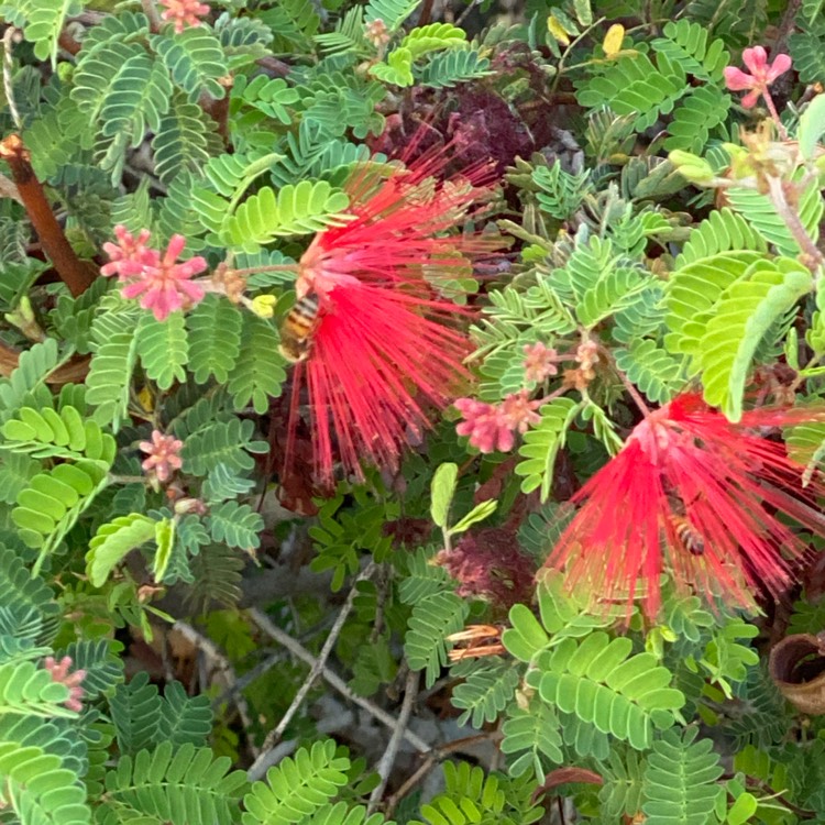 plant image 1392335 plant image 1392335