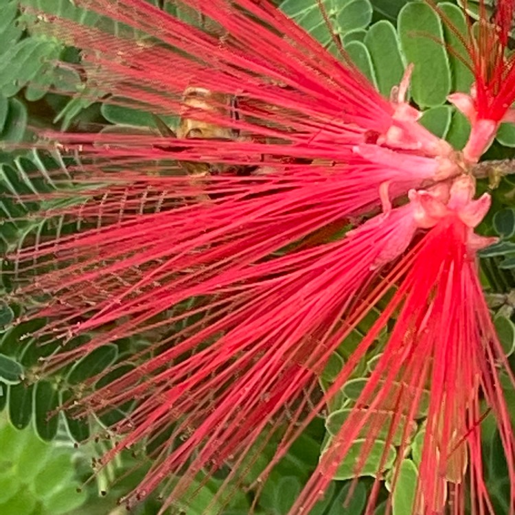 plant image 1395186 plant image 1395186