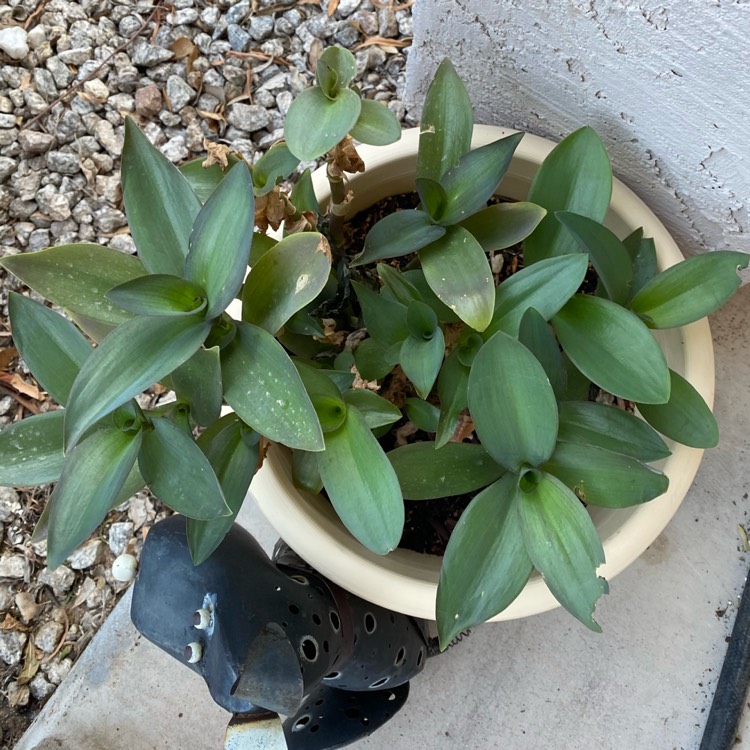 plant image 1395188 plant image 1395188