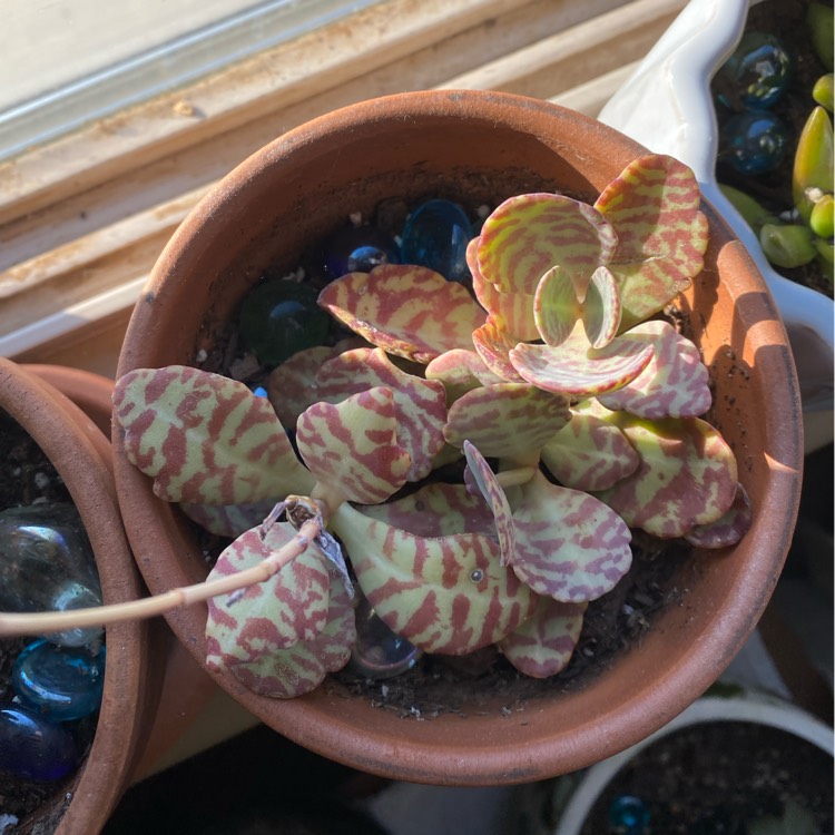 plant image 1401206 plant image 1401206