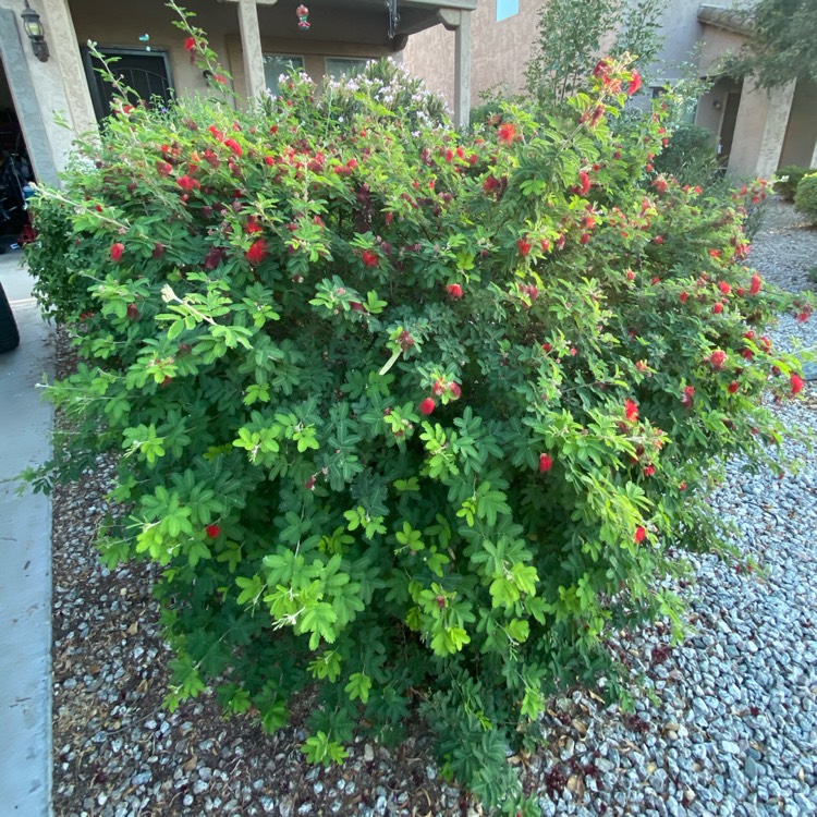plant image 1405520 plant image 1405520