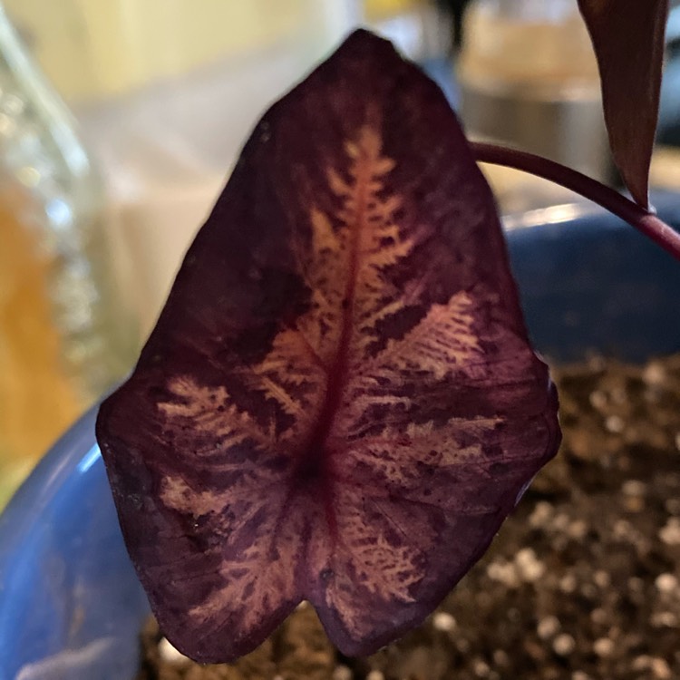 Plant image Colocasia esculenta 'Black Ripple' syn. Colocasia esculenta 'Puckered Up'