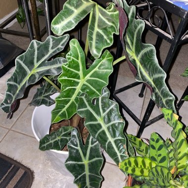 Alocasia x amazonica 'Polly'