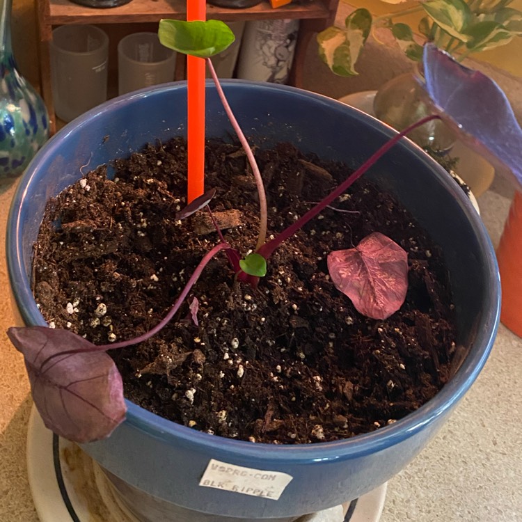 plant image 1416026
