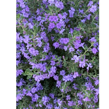 Leucophyllum frutescens