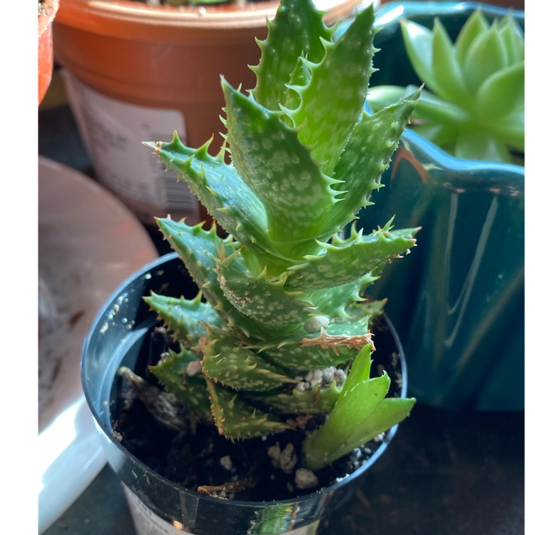 plant image 1417773
