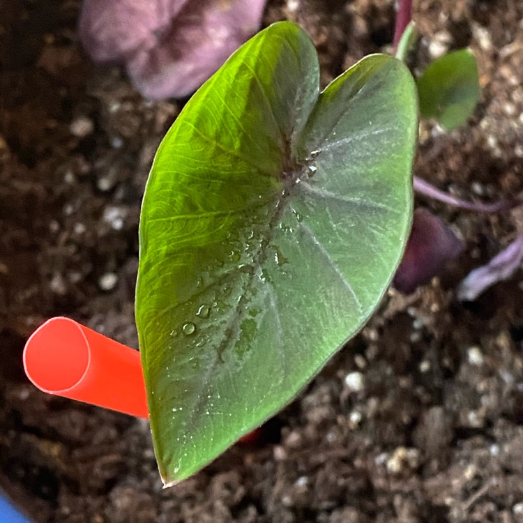 plant image 1418593