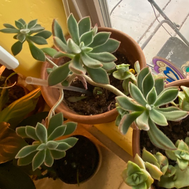 plant image 1420725