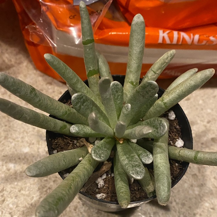 plant image 1420882