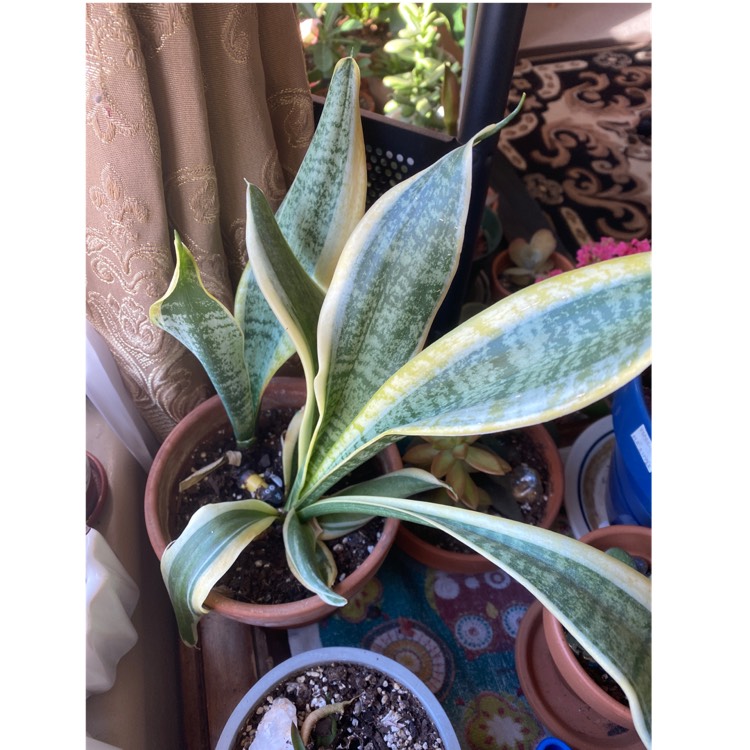 plant image 1422525