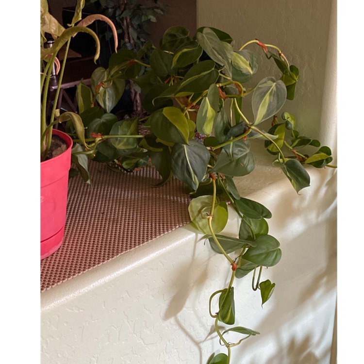 plant image 1423103