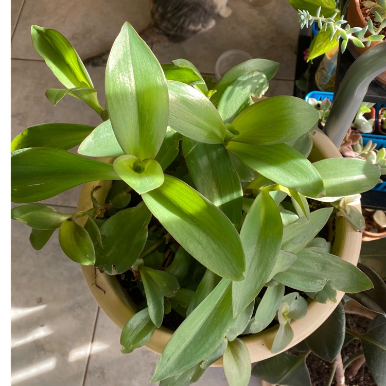 plant image 1424366 plant image 1424366