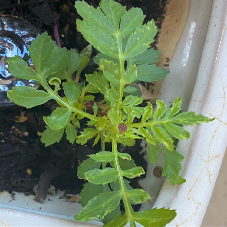 plant image 1430863