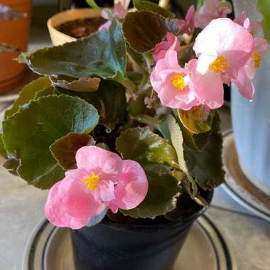 Begonia (Semperflorens Cultorum Group)  syn. Begonia semperflorens