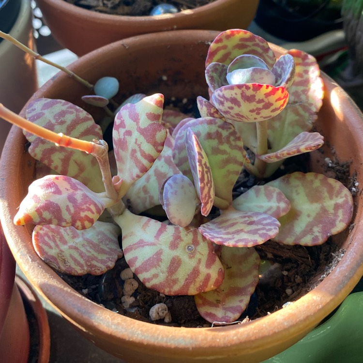 plant image 1433304 plant image 1433304