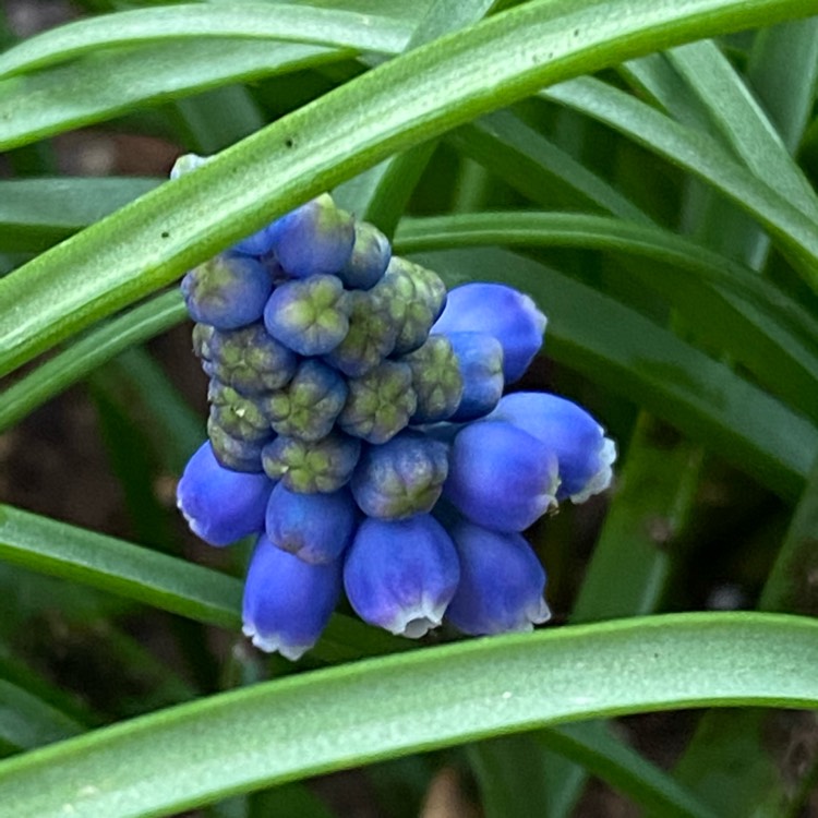 plant image 1434786 plant image 1434786