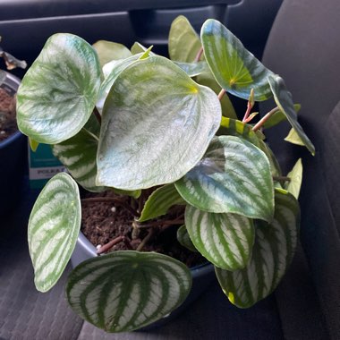 Peperomia argyreia