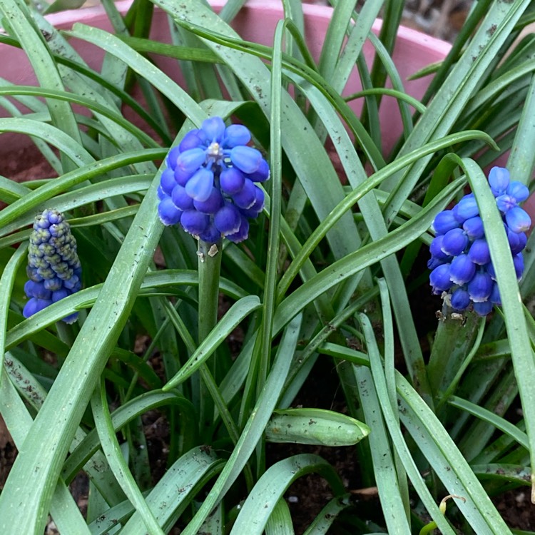 plant image 1437309 plant image 1437309