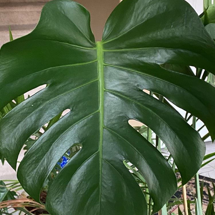 plant image 1437323 plant image 1437323